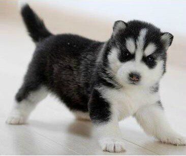 黑白色拉布拉多纯种狗狗幼犬家养伴侣犬陪伴孩子乖巧呆萌通人性_不