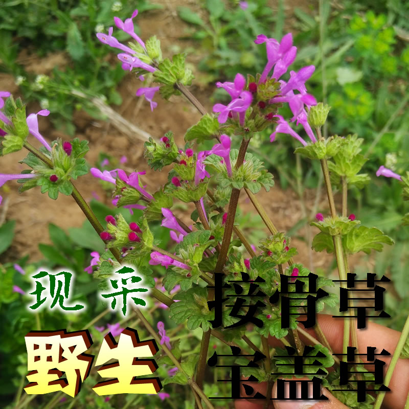 野生新鮮寶蓋草珍珠蓮 接骨草 蓮臺夏枯草毛葉夏枯燈