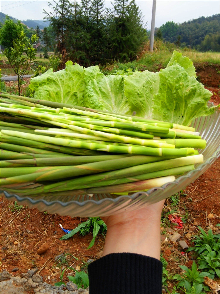 【天天特价】2017新鲜小竹笋春笋毛笋毛竹春笋腌笃鲜用笋5斤装