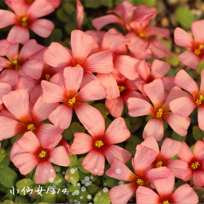 火热推荐 现货 ob酢浆草 oxalis obtusa red queen 大花红心皇后