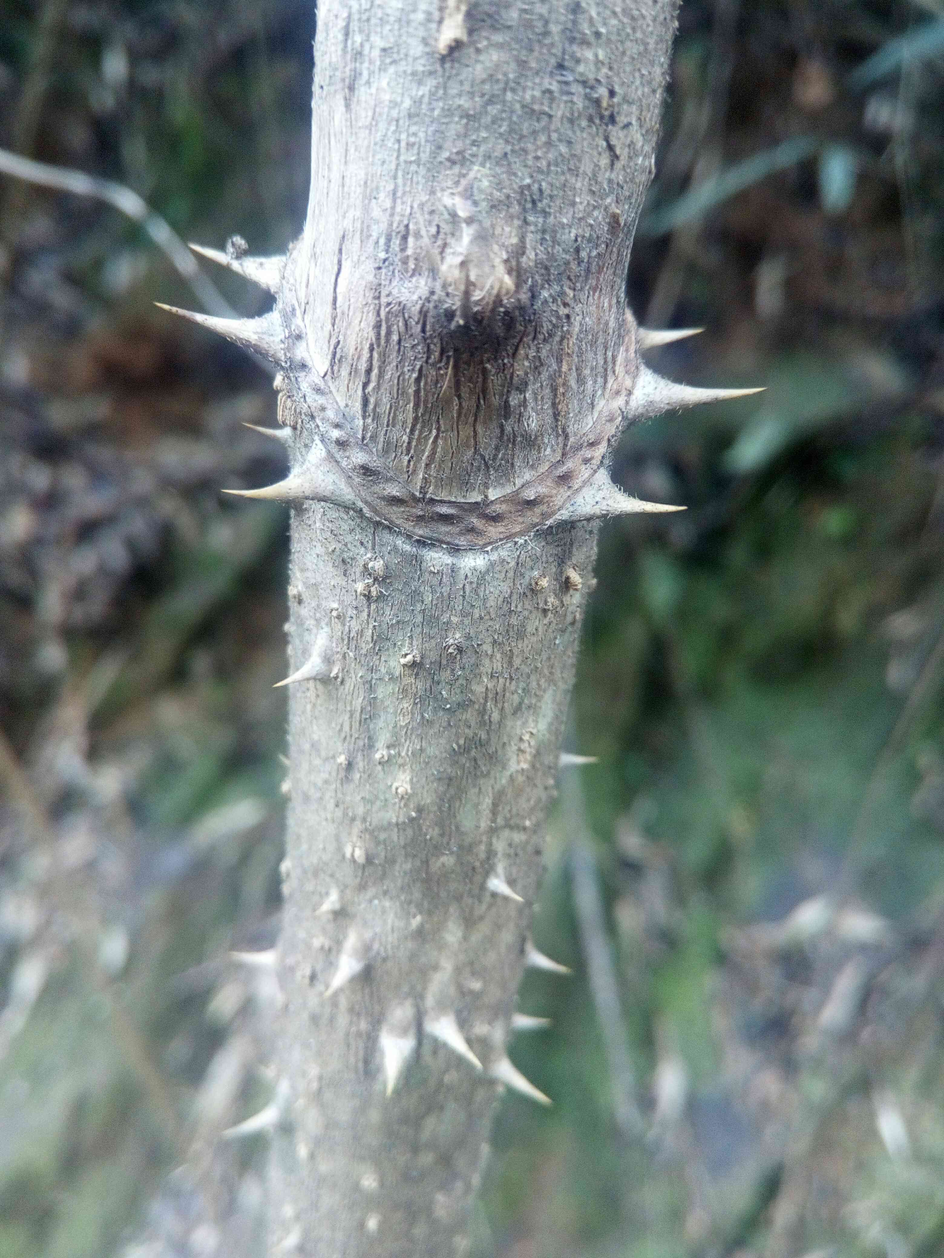 刺叶楤木图片