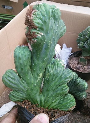 五指山虎头山仙人掌盆栽防辐射沙漠绿色多肉植物净化空气罗汉盆景