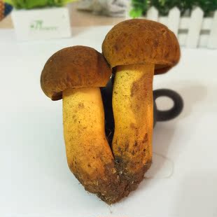 山珍蘑菇产地直销 新鲜青头菌 云南特产野生菌促销两件顺丰包邮