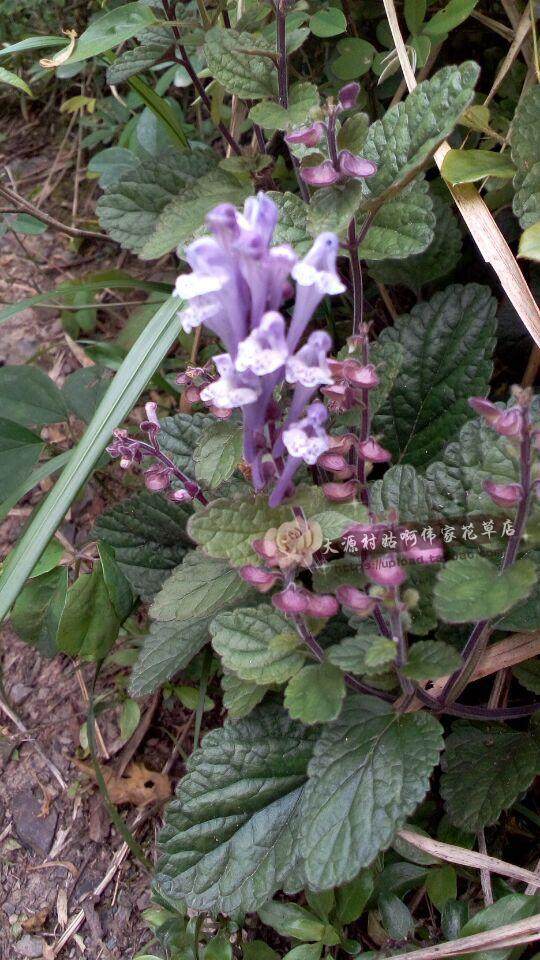 新鲜野生中草药材韩信草 耳挖草 大力草 小店出售各种药材包邮