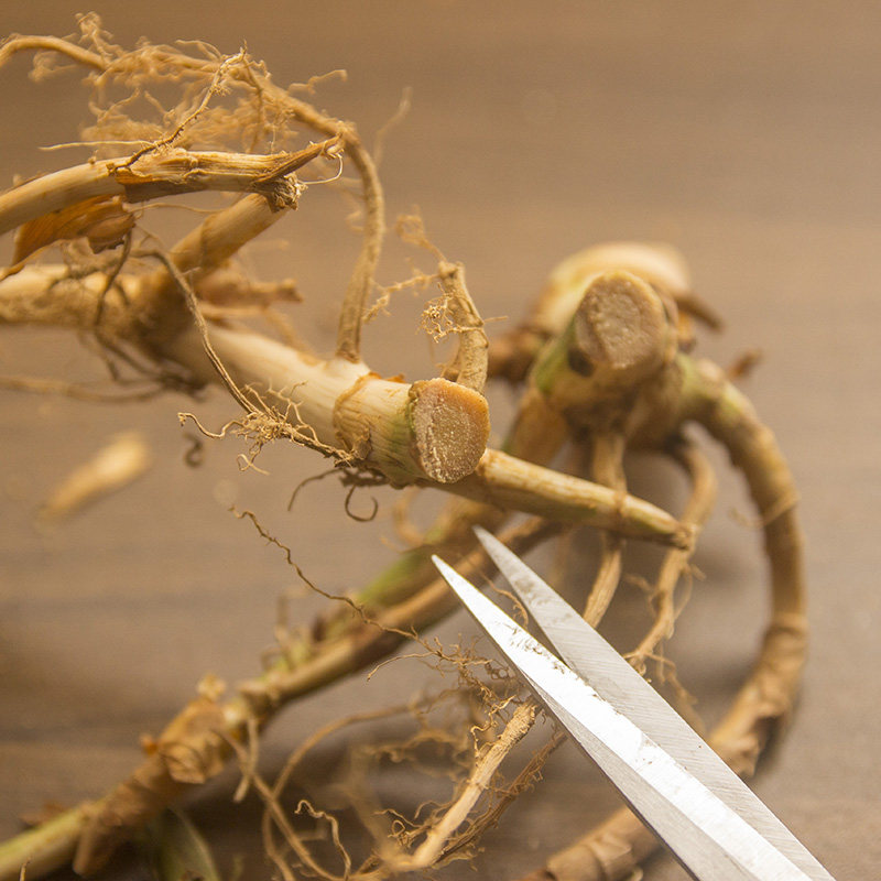 农家新鲜现挖春砂仁根500g砂仁梗煲汤料备孕安胎养胃1斤包邮