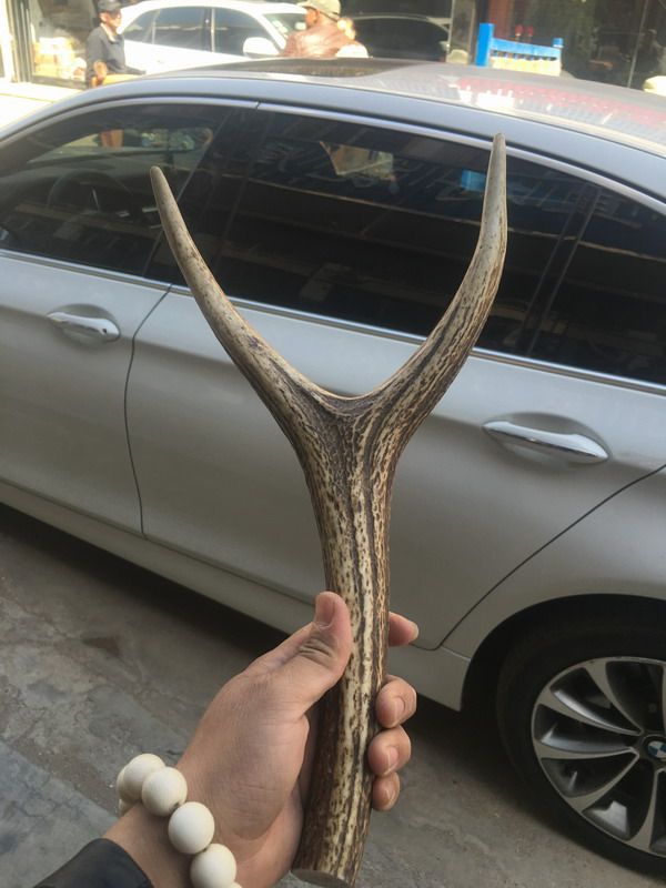 【旗鹿】鹿角弹弓,弹弓材料,鹿角叉,非常难遇,欢迎选购