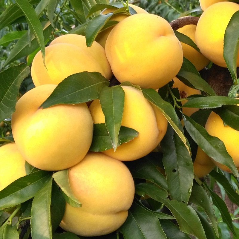 新鲜水果黄金蜜 油桃子甜脆非水蜜桃蟠桃寿仙桃5斤包邮