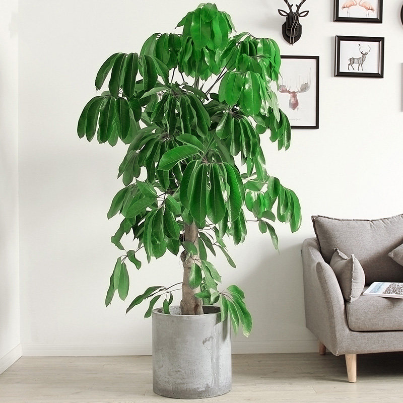 爱优尚招财树/摇钱树/大叶伞大型盆栽植物 吸甲醛花卉/绿植盆栽
