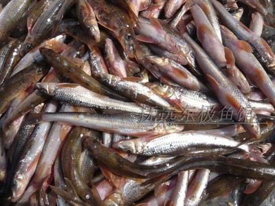 黑龍江東北特產江佳木斯撫遠縣特純天然純江野生魚川丁子魚船釘子