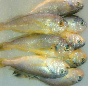 小黄鱼 野生小黄鱼 黄花鱼 冰冻小黄鱼 春鱼 水产海鲜 小朱水产