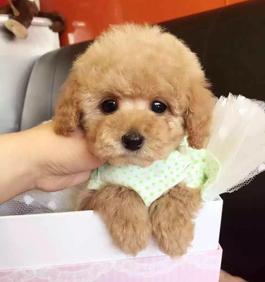 泰迪犬幼犬纯种活体香槟色泰迪狗狗贵宾犬玩具体小体迷你体大眼睛