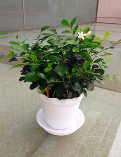 驱蚊虫除甲醛绿植办公室桌面可水培植物花卉花草室内小盆栽 市场价