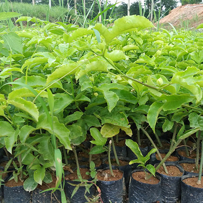 爬藤果树苗 百香果苗树苗/鸡蛋果/西番莲/紫香一号紫果紫色百香果