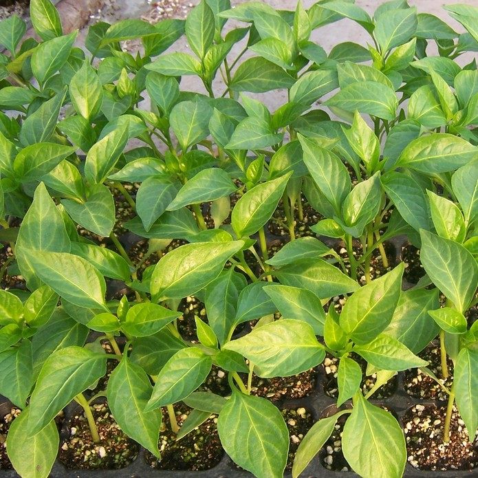 七彩椒五色灯笼椒种子种苗新鲜辣椒苗阳台盆栽蔬菜酱泡椒辣椒苗子