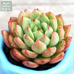 多肉植物粉香槟白夜香槟韩国进口精品力荐7厘米盆栽肉肉迷你包邮