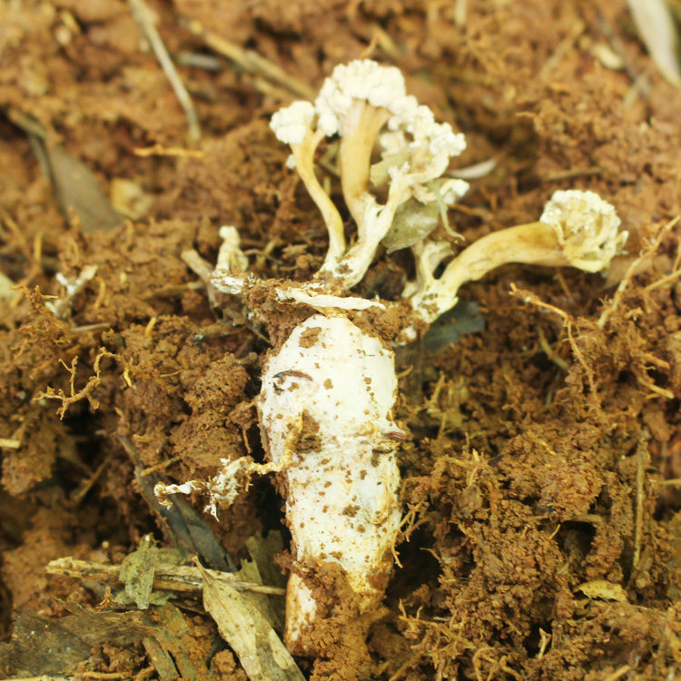 满100个免邮 浙江特产2016新货野生金蝉花土蝉花知了花蝉菌虫草花