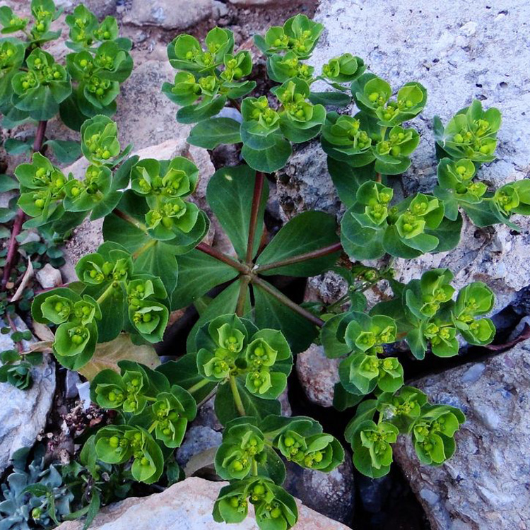 预售新鲜野生中草药材泽漆五朵云猫眼草五凤草全草500g