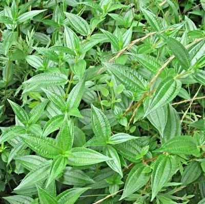 5斤包邮新鲜现采野生糯米藤捆仙绳 糯米菜 米浆藤 生扯拢 自消散