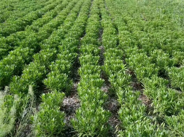 养心菜种苗 阳台盆栽救心菜种苗 费菜高钙景天三七种苗 养心菜