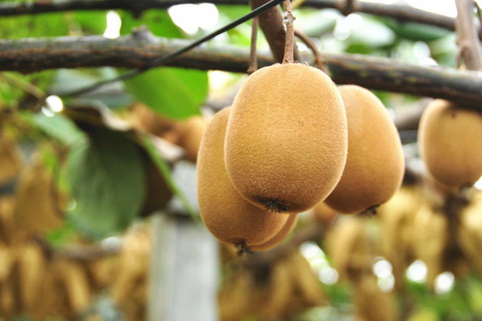 > 黄心猕猴桃蒲江黄金奇异果新鲜水果非红心金艳猕猴桃实发30颗