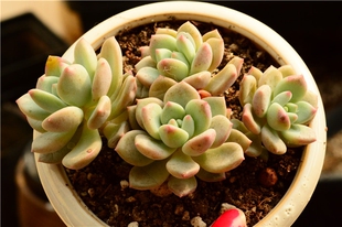 拉斯雨伊莱恩多肉植物 六线妞妞多肉 一物一拍