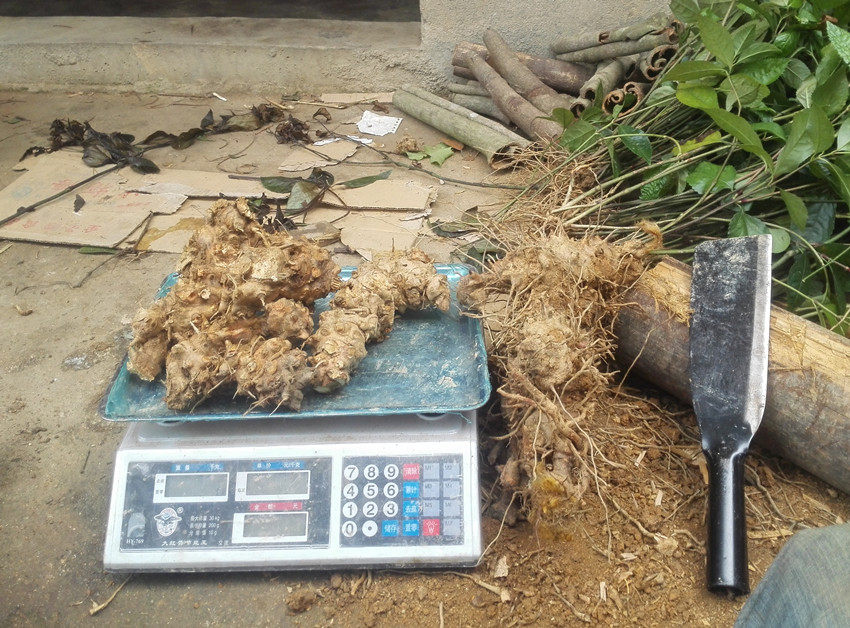 广西深山老林野生新鲜菝葜 铁刺苓 金刚刺 可切片 五斤包邮