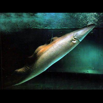 热带观赏鱼反天刀鱼 尼罗河魔鬼鱼 魔鬼刀 古代鱼 反天刀鱼 活体