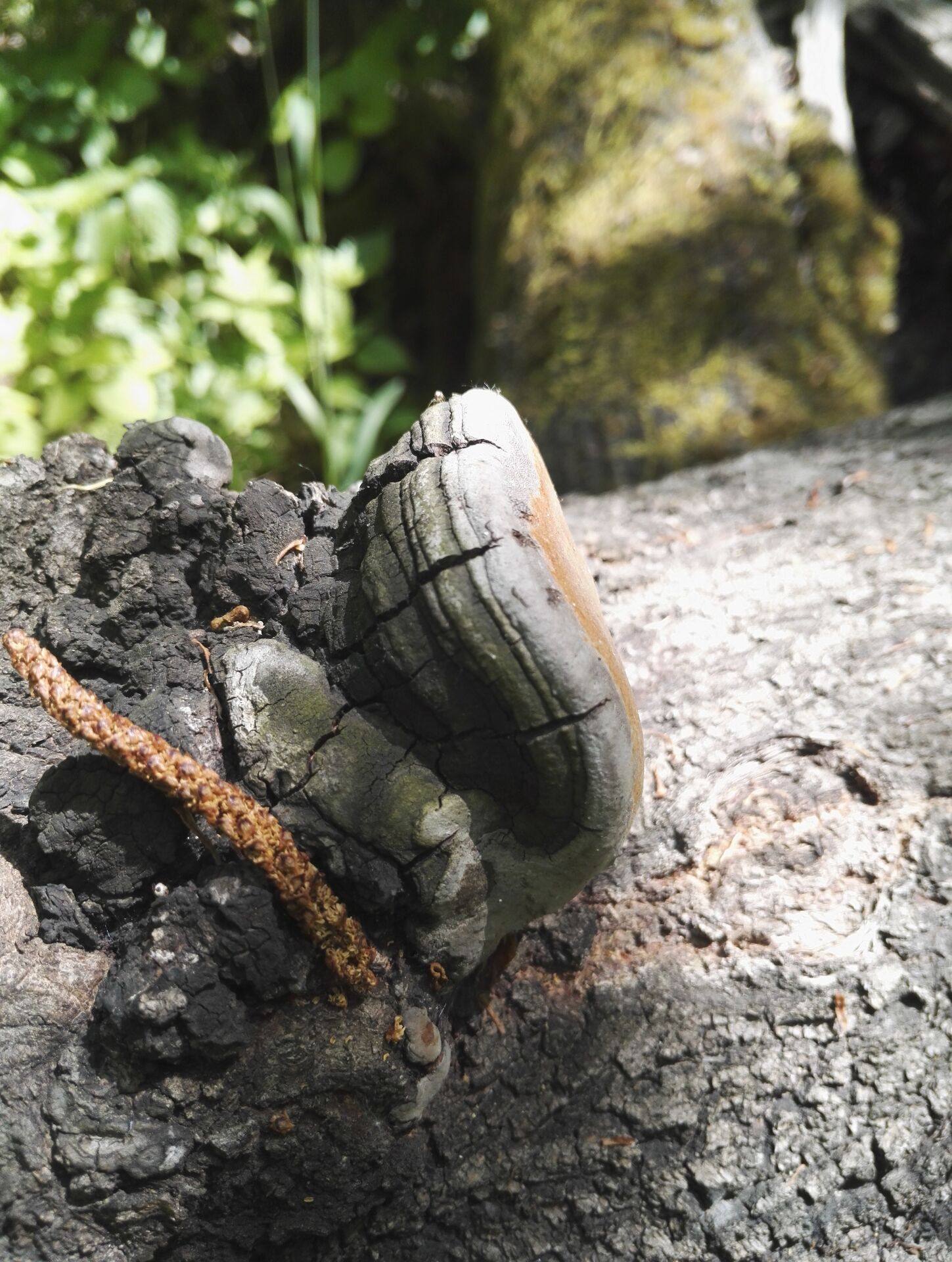 长白山野生裂蹄层孔菌 红肉拟层孔菌 针层孔菌 楸树桑黄250克