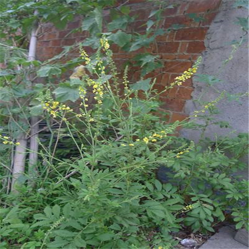 大山农家特产野生新鲜路边黄仙鹤草 脱力草 瓜香草 老牛筋 狼芽草