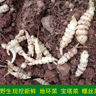 新鲜现挖地环甘露子宝塔菜螺丝菜地参土人参地牯牛草地溜子螺狮菜