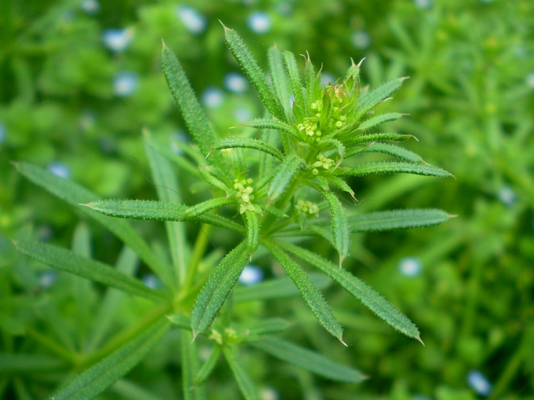 山鎮農家特產-野生 豬殃殃-鋸子草-拉拉藤,爬拉殃,八仙草豬兒秧