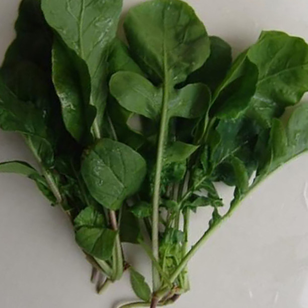 蔬菜种子四季播种阳台菜籽庭院春季韭菜香菜生菜臭菜荠菜蒜苗种子