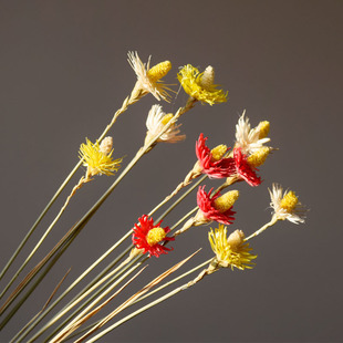 3支7支13支云南小兰花干花真花晾干草粘花客厅装饰花