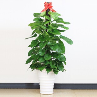 树桩 室内送礼大型盆栽 绿萝桩 绿萝树桩 大叶绿萝盆景带盆栽好吸甲醛