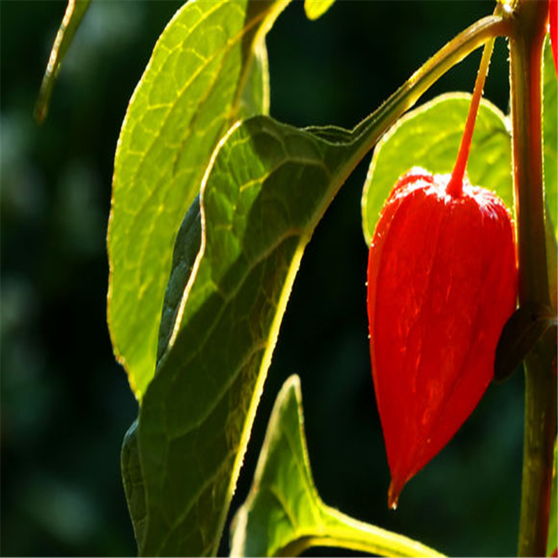 东北长白山野生红姑娘鲜果山姑娘灯笼果锦灯笼红菇娘挂金灯包邮