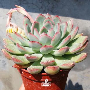 雨燕座又名双鱼座景天科石莲花属多肉植物如图实拍品相佳