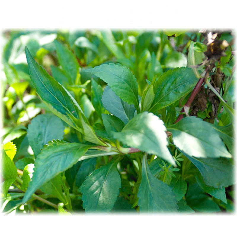 野菜干野生新鲜苦菜干福建特产农家自晒苦斋菜干煲汤佳品250g