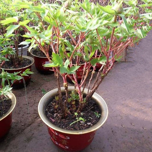 牡丹花苗盆栽当年开花牡丹花苗 品种齐全 牡丹苗5年壮苗室内外