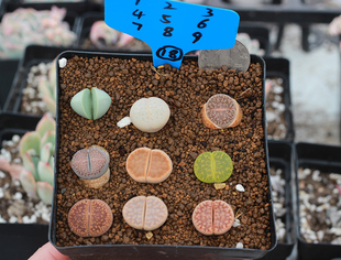 韩国进口 18号 番杏科 生石花 一物一拍