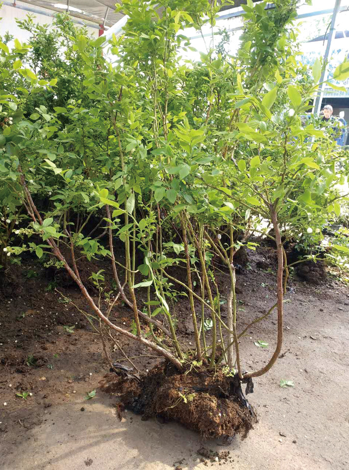 蓝莓树苗图片(蓝莓树苗图片真假)