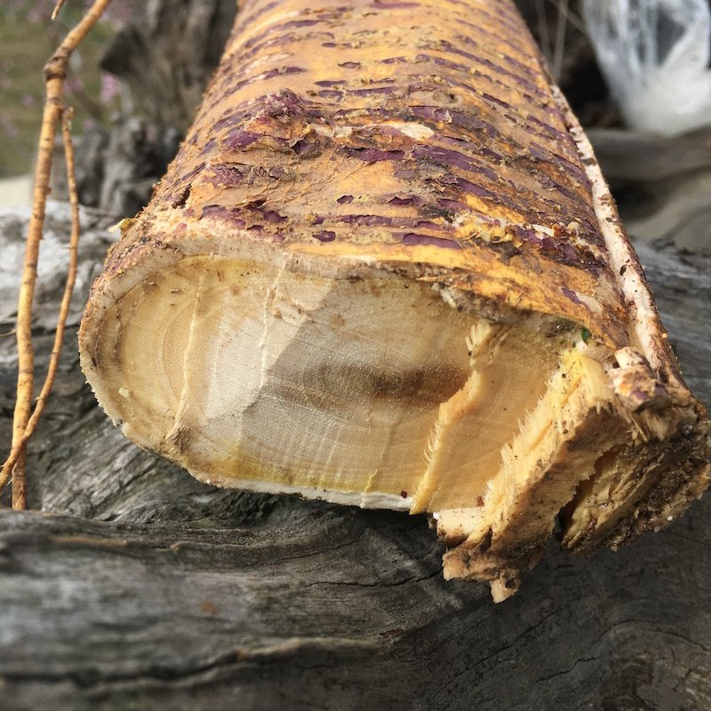 桑白皮1斤 野生新鲜现采桑树根皮桑树皮洗头止痒去屑防脱中草药材