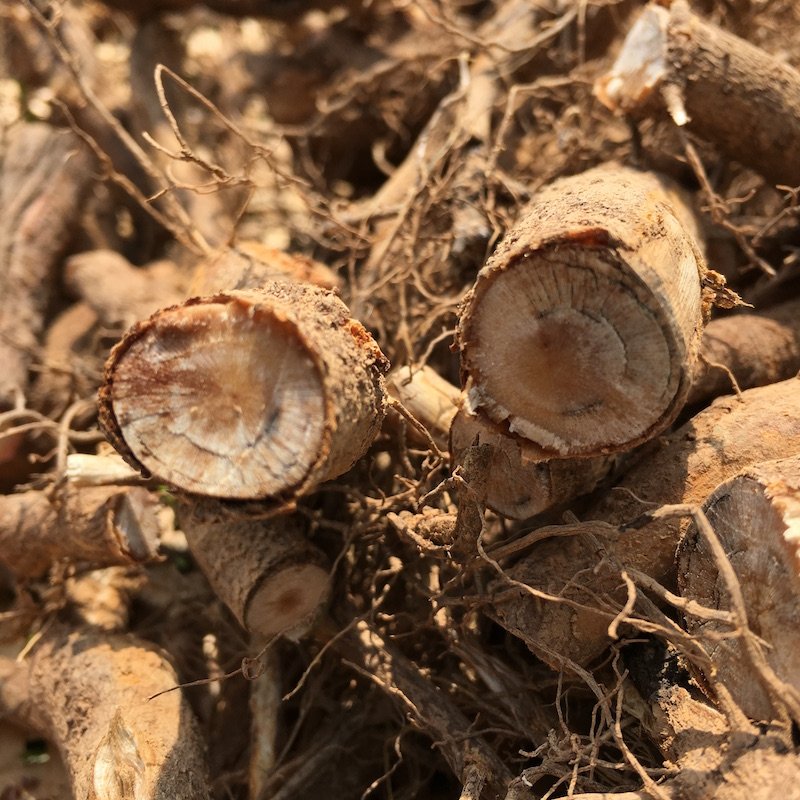 野胡椒根 野生 新鲜 牛筋树根 山胡椒树根 野牛筋条 中草药材 1斤