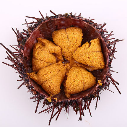 今日新货 加拿大进口红海胆野生海胆水产鲜活海胆王新鲜刺身_7折现价