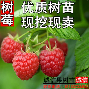 庭院地栽盆栽南方北方種植黑樹莓苗紅樹莓水果樹苗 當年結果苗