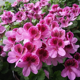 天竺葵 蔓岛少女 天使之眼 阳台盆栽开花植物