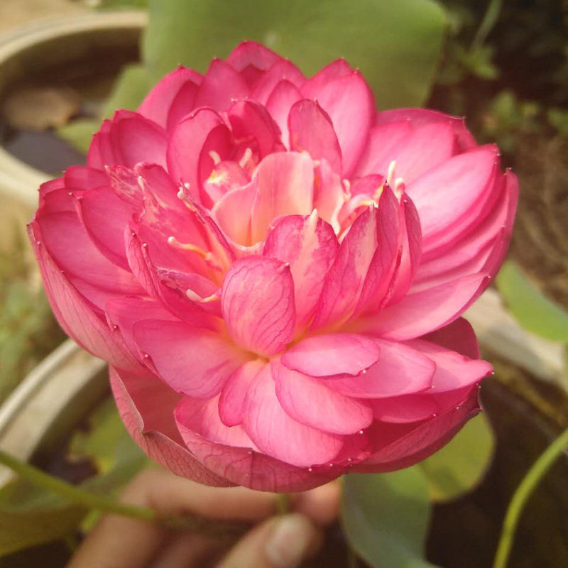 建国碗莲苑【红裙】丰花型碗莲藕鞭苗 成品带花苞 种藕碗莲荷花 ￥30.