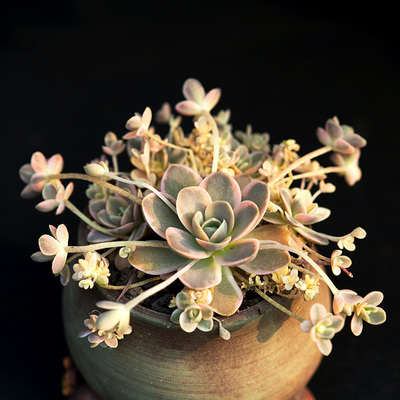 子持莲华锦群生多肉植物护盆草多肉萌肉肉室内盆栽花卉花陌派云南