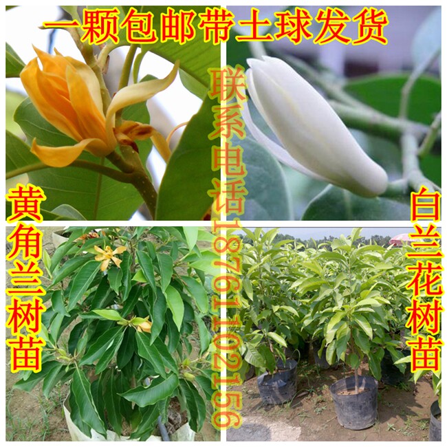 兰树图片,兰树,楠树图片(第3页)_大山谷图库