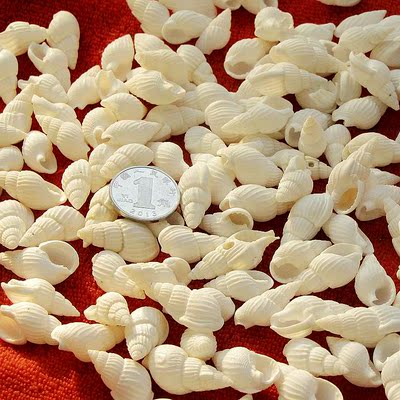 200只白米螺白色小海螺贝壳创意漂流瓶许愿瓶材料婚庆柜台装饰