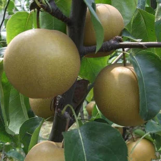 精品现货多汁常州焦溪蜜梨82翠冠梨子香雪脆青花江苏时令新鲜水果
